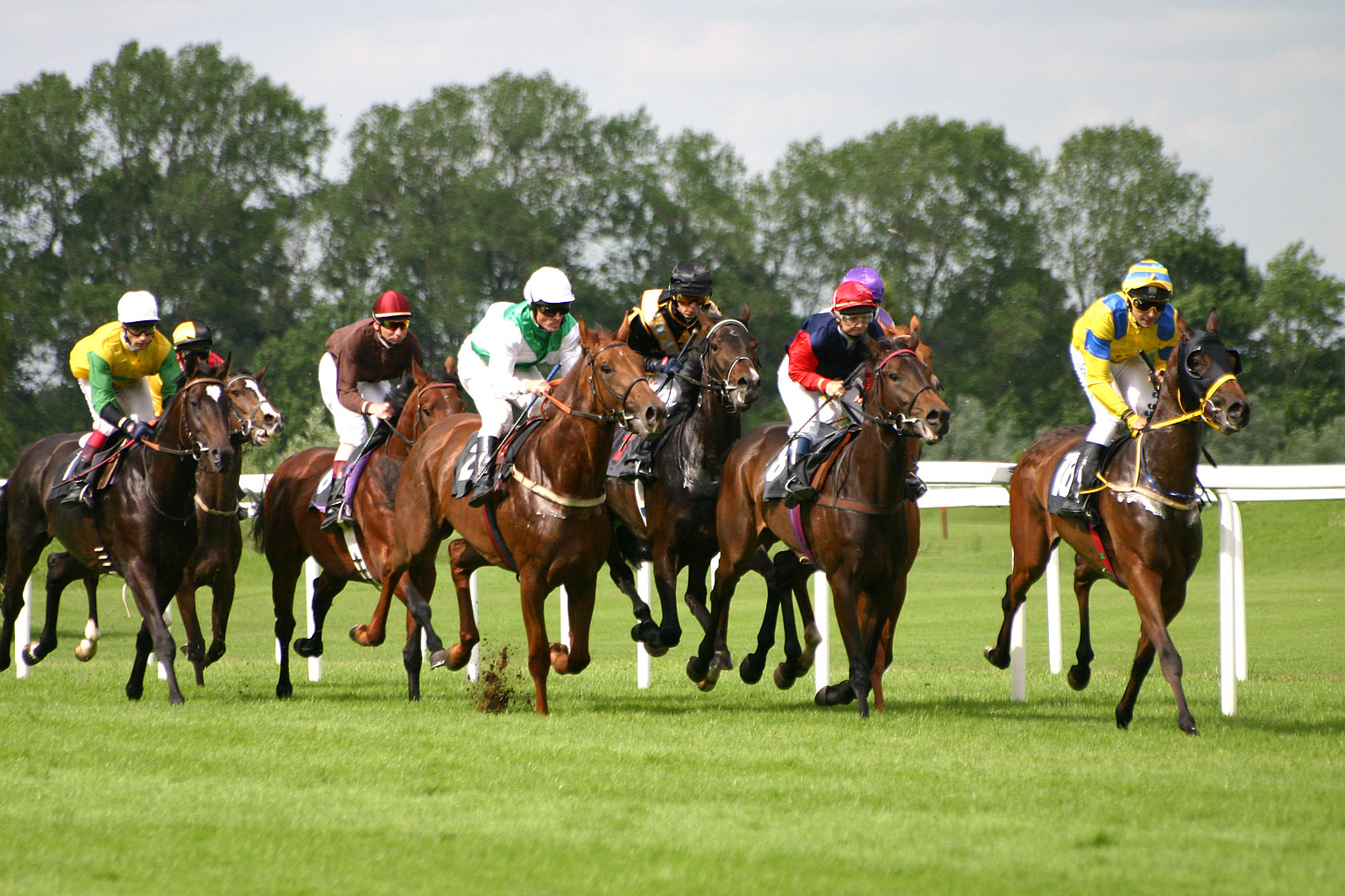 Horse Racing Sports